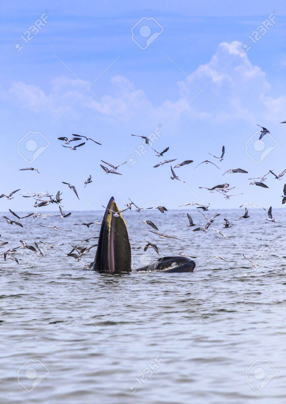 ニタリクジラ エデンのクジラ タイ湾で魚を食べることです 一方 多くのカモメが飛んでいます の写真素材 画像素材 Image 3473