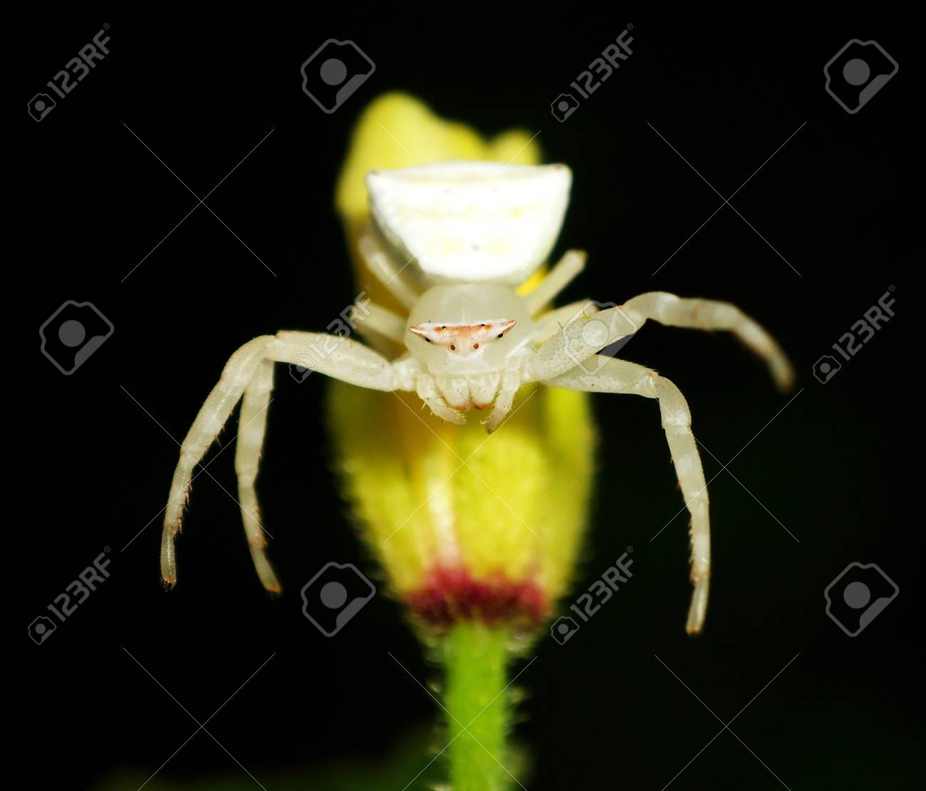 etiam-dictum-ipsum-a-felis