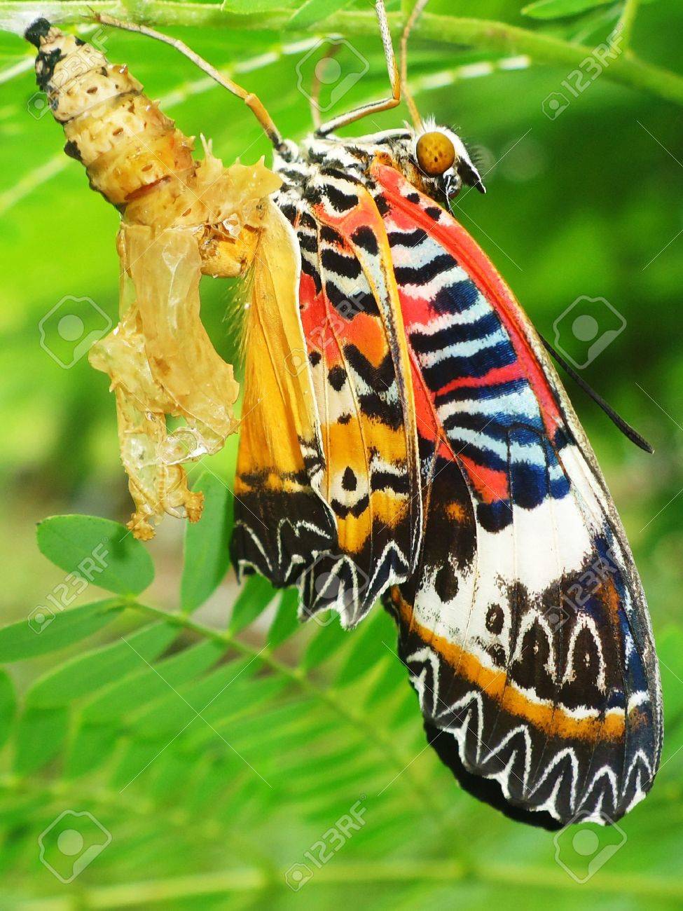 Butterfly Chrysalis Stock Photo, Picture and Royalty Free Image. Image  12719108., image size:975x1300