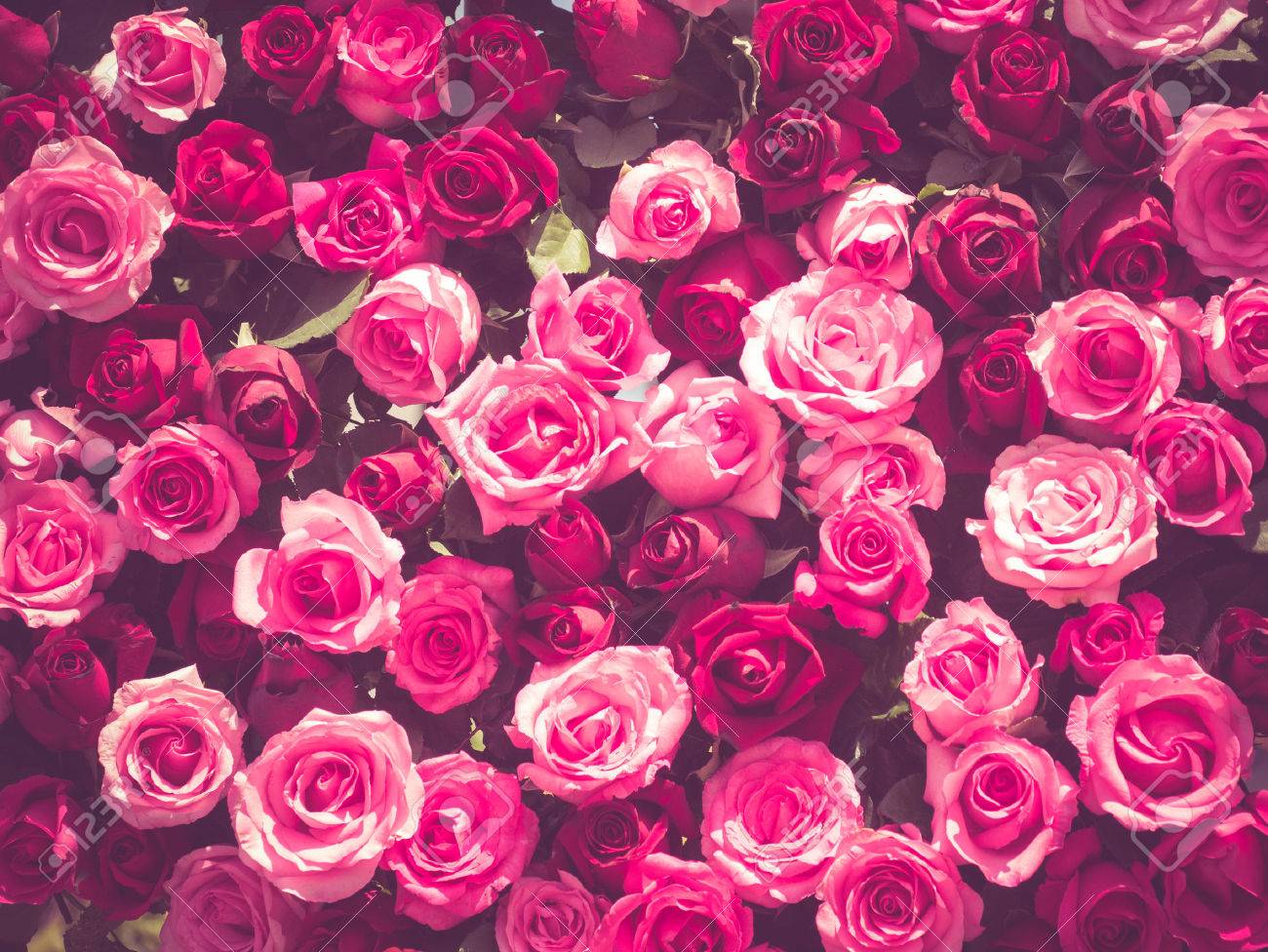 Flowers Rose With Filter Effect Retro Vintage Style Stock Photo Picture And Royalty Free Image Image