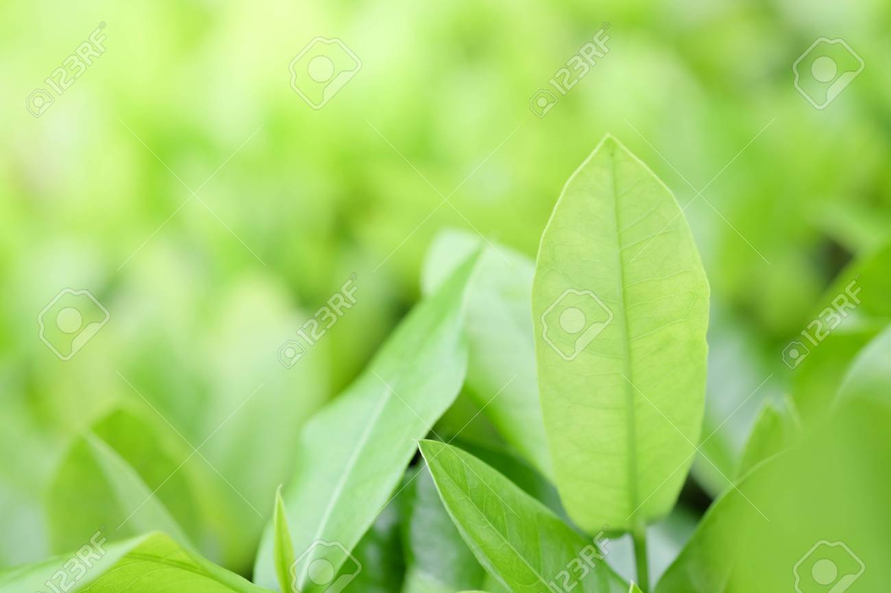 上壁紙 緑 自然 美しい花の画像 上壁紙 緑 自然 美しい花の画像
