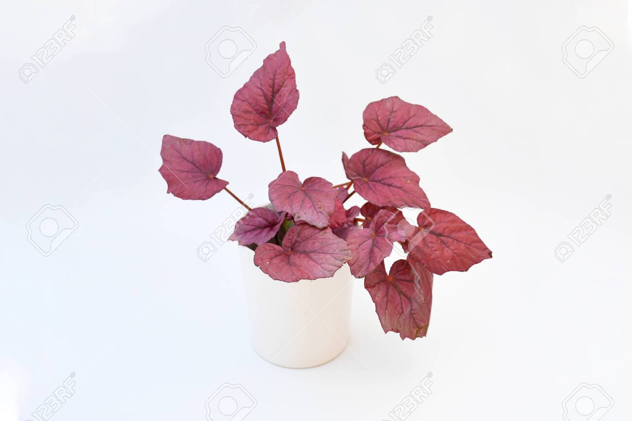 House Plant Begonia Rex Red Robin Red Leaves Plant Or Bright Ruby Red Leaves Which Have A Dark Almost Black Centre In White Pot On White Background Stock Photo Picture And