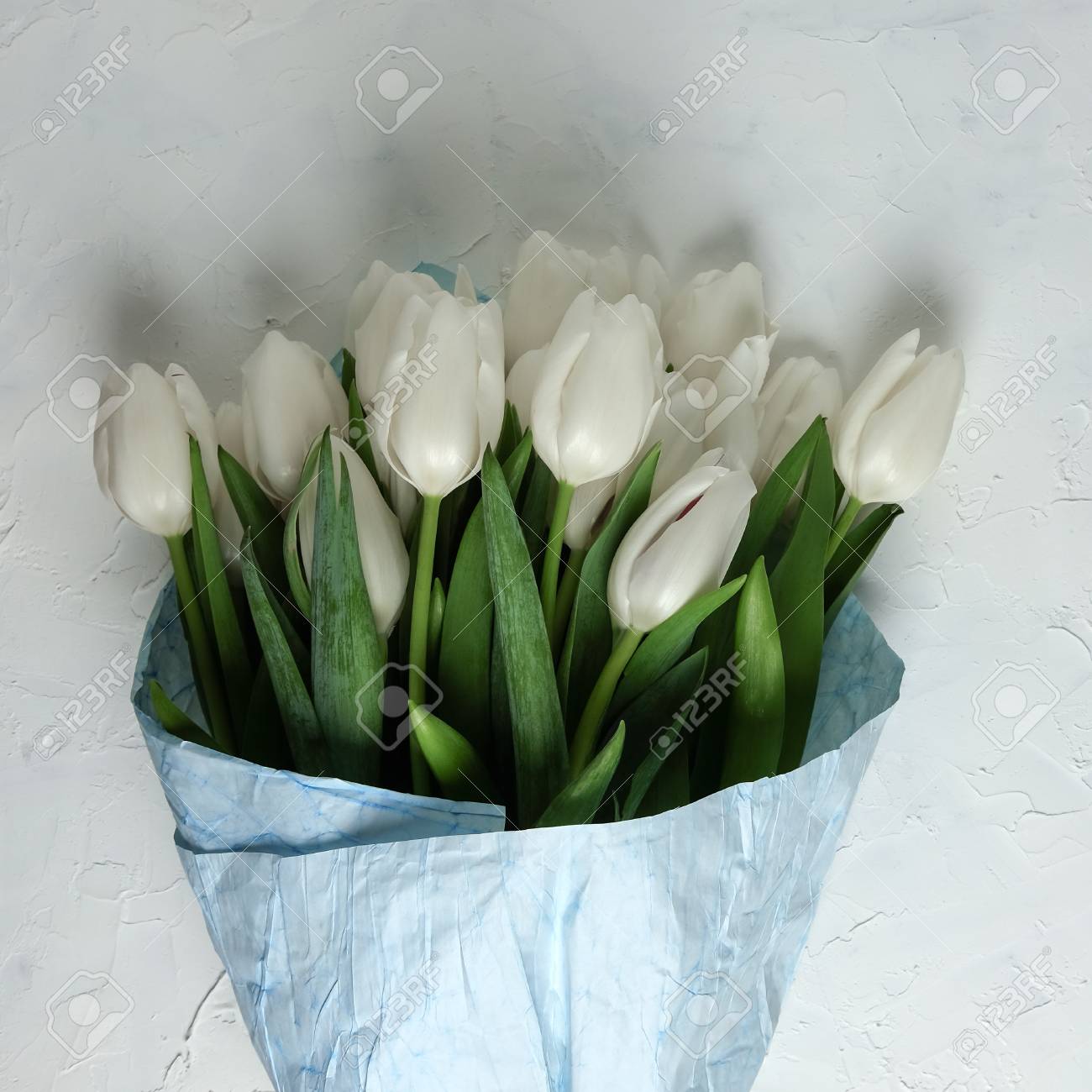 Ein Strauss Weisser Tulpen In Blauem Geschenkpapier Auf Einem Weissen Betonhintergrund Draufsicht Flach Liegen Postkarte Fur Ostern Muttertag Eine Quadratische Grosse Fur Soziale Netzwerke Lizenzfreie Fotos Bilder Und Stock Fotografie Image