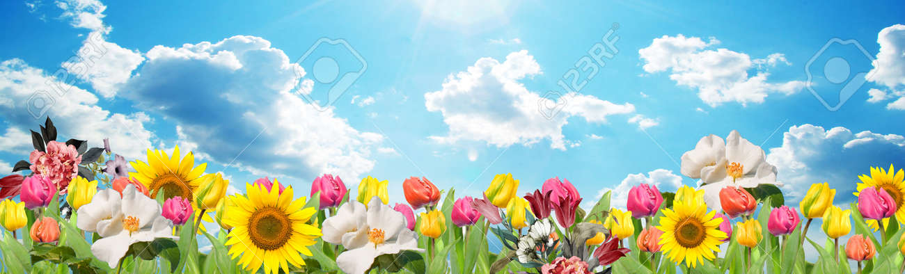sunflower tulips bloomed and butterflies flying - 151190090 sunflower tulips bloomed and butterflies flying - 151190090