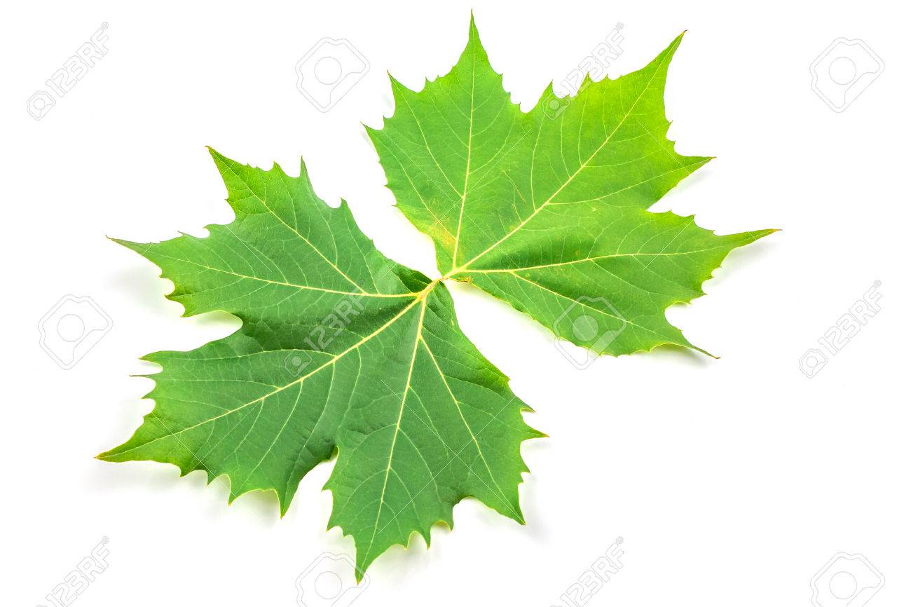 プラタナス プラタナスの葉や花を白で隔離されます の写真素材 画像素材 Image