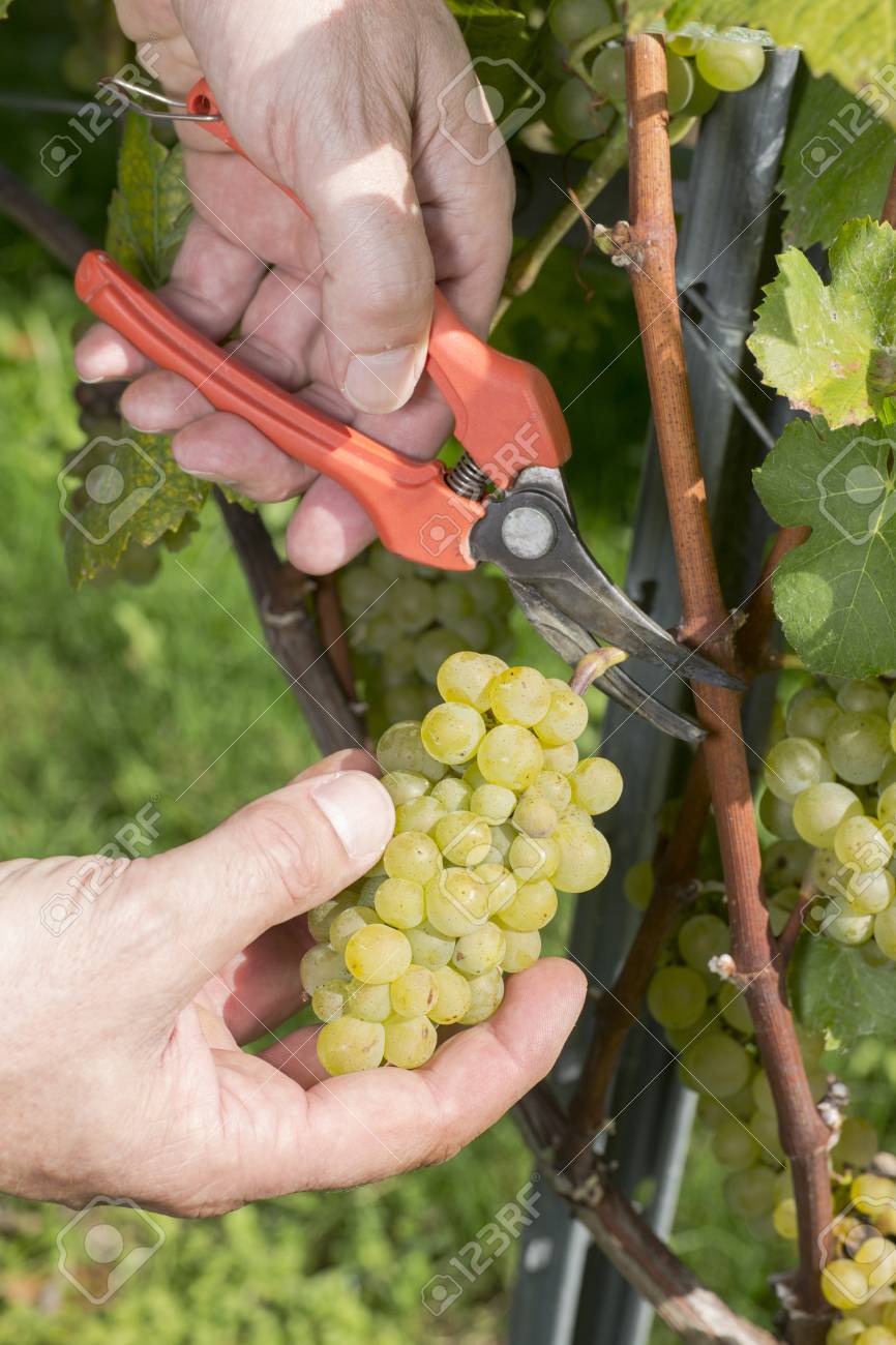 白を切るワイン ブドウ バーデン ヴュルテンベルク州 ドイツ の写真素材 画像素材 Image