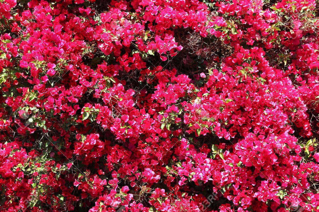 カリフォルニア州マリブでブーゲンビリア植物 紫の花 の写真素材 画像素材 Image