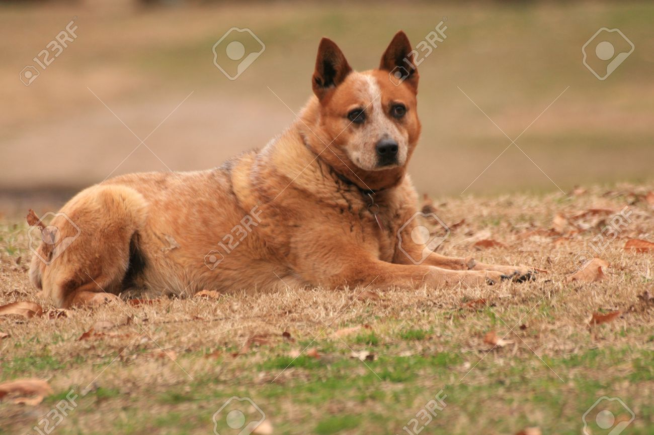 red heeler dog