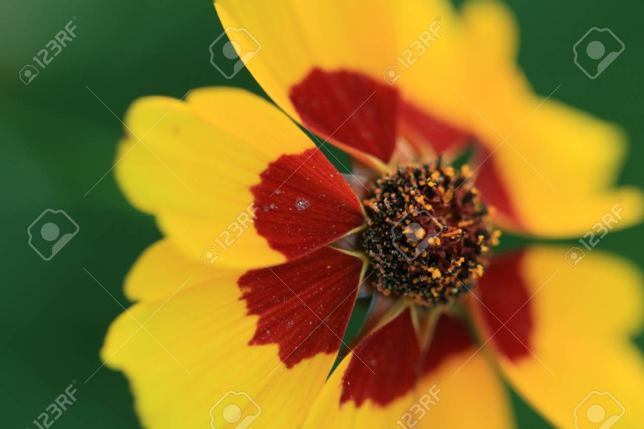 etiam-dictum-ipsum-a-felis