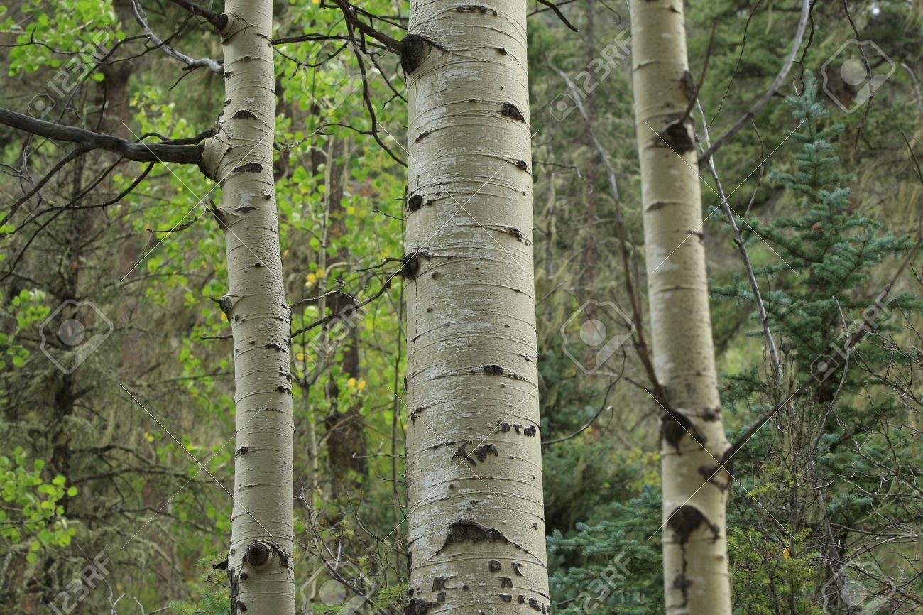 photo Quaking Aspen Tree Bark white quaking aspen bark