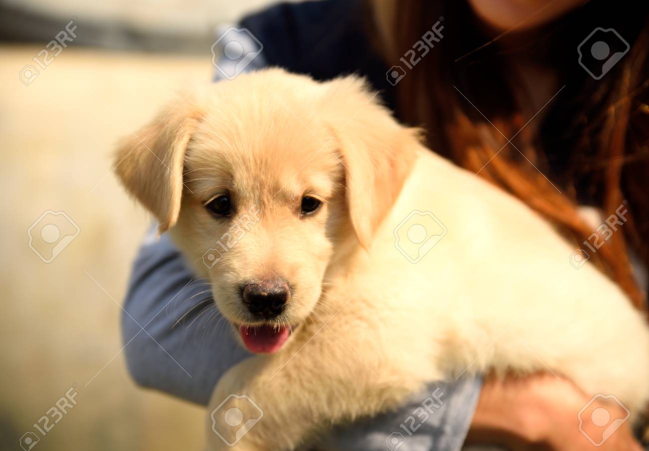 girl holding a golden retriever puppy ロイヤリティーフリーフォト