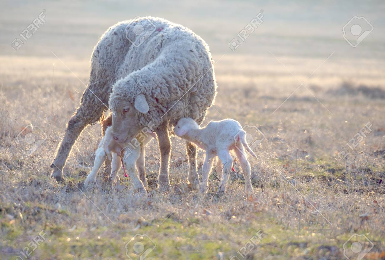 Sheep With New Born Lambs Drinking Milk From Their Mother