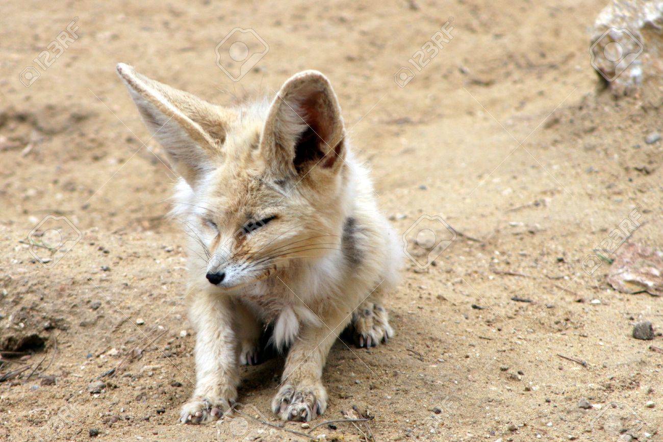 Bebe Fennec Fow Despertarse En El Desierto Fotos Retratos Imagenes Y Fotografia De Archivo Libres De Derecho Image