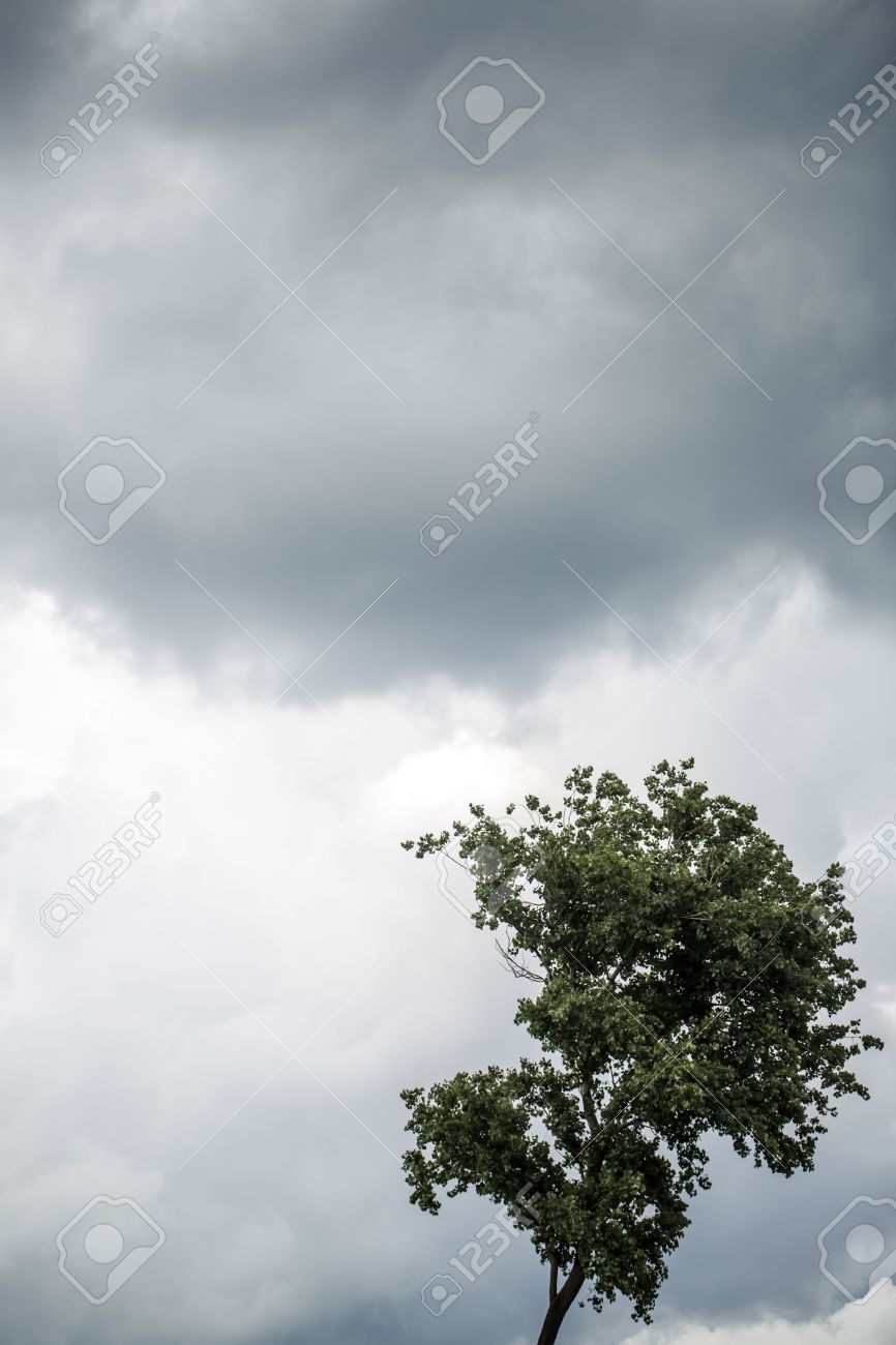 Natural Background Of Cloudy Grey Gloomy Sky In Bad Windy Cold Unpleasant Weather And One Tree With Green Leaves On Wind Copyspace Vertical Picture Stock Photo Picture And Royalty Free Image Image
