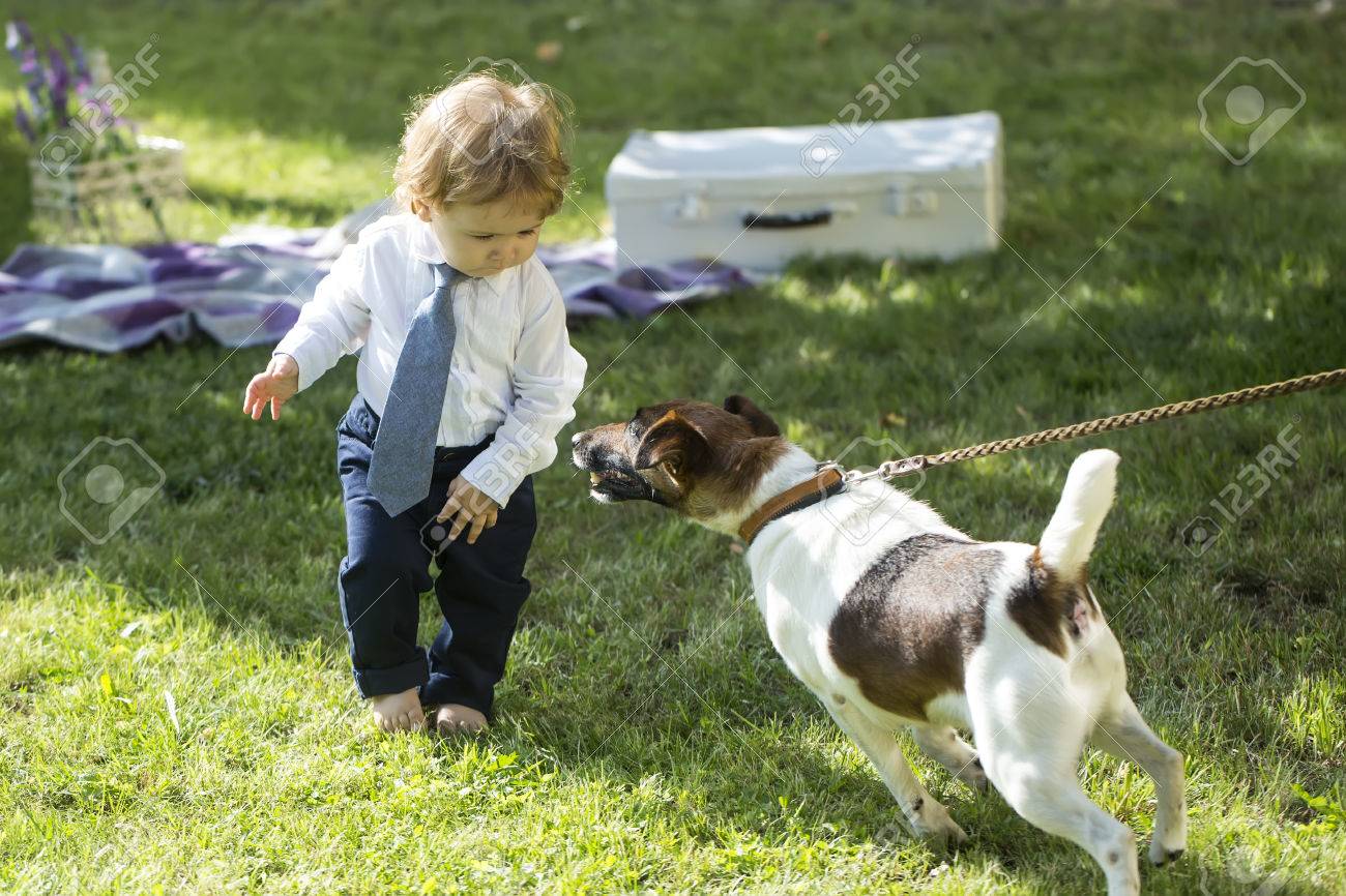 Pequeno Bebe Con El Pelo Rubio En Camisa Y Corbata Trausers Que Juegan En La Hierba Verde Con El Zorro Pedigri O Marron Jack Russel Terrier Perro Y Blanco Maletin De Cosecha