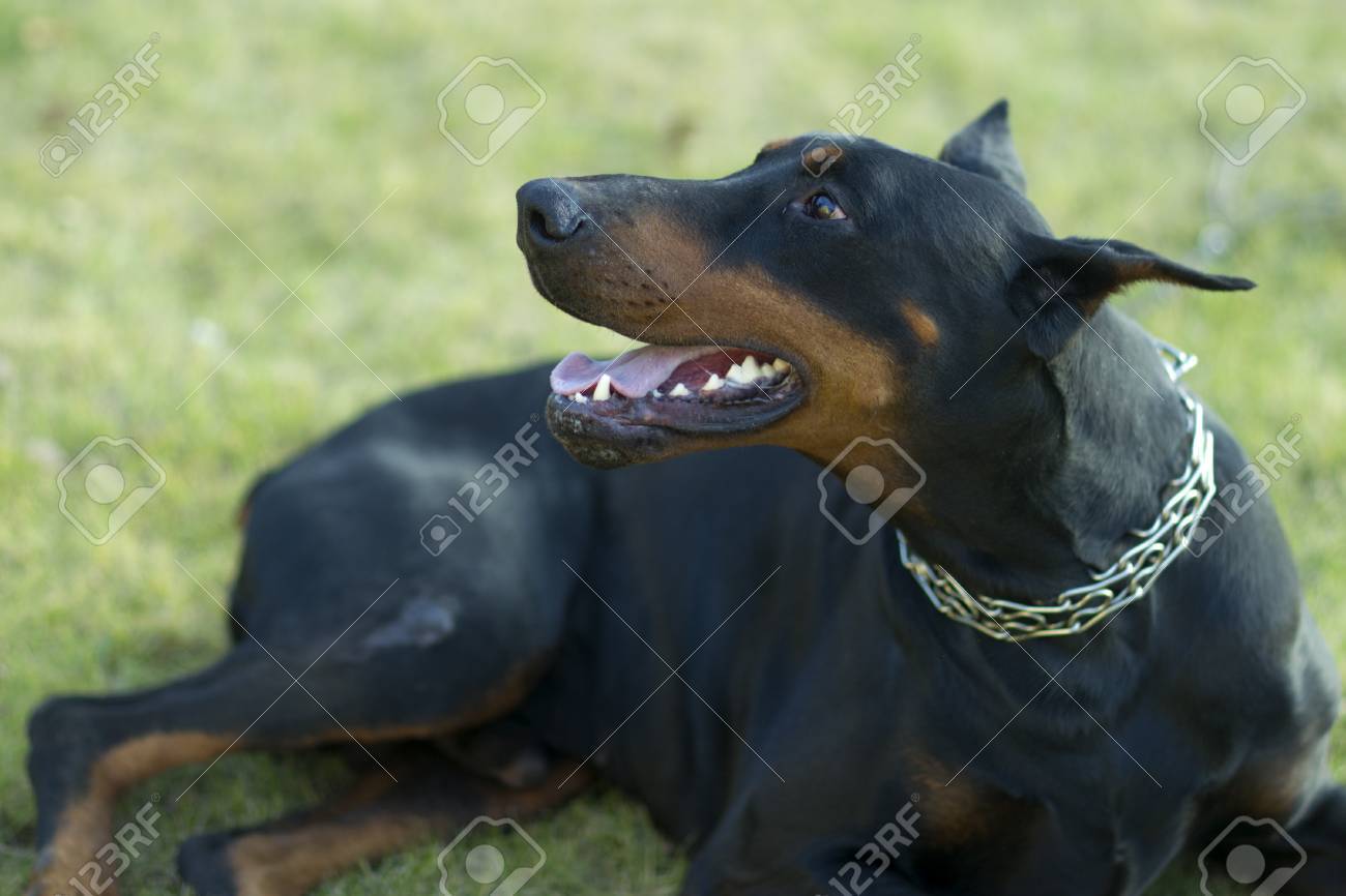 doberman puppy collar