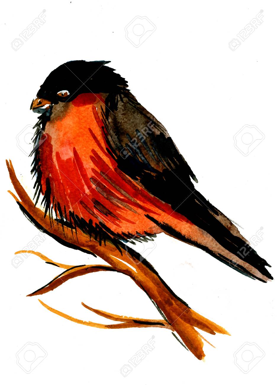 Closeup Acquerello Bellissimo Aquarelle Pittura Disegnata A Mano Ritratto Di Un Uccello Colorato Grassoccio Ciuffolotto Con Ali Di Seno Arancione Nero E La