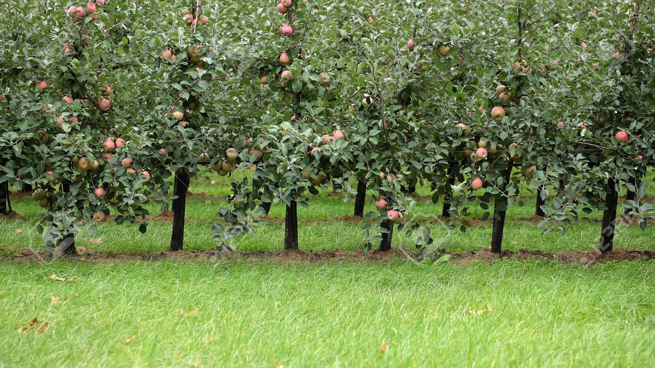Photo Closeup Of Beautiful Apple Garden Full Of Ripped Red Apples Trees In  Rows Big Fruit Heavy Branches Green Leaves And Grass On Agrarian  Background, Horizontal Picture Stock Photo, Picture And Royalty