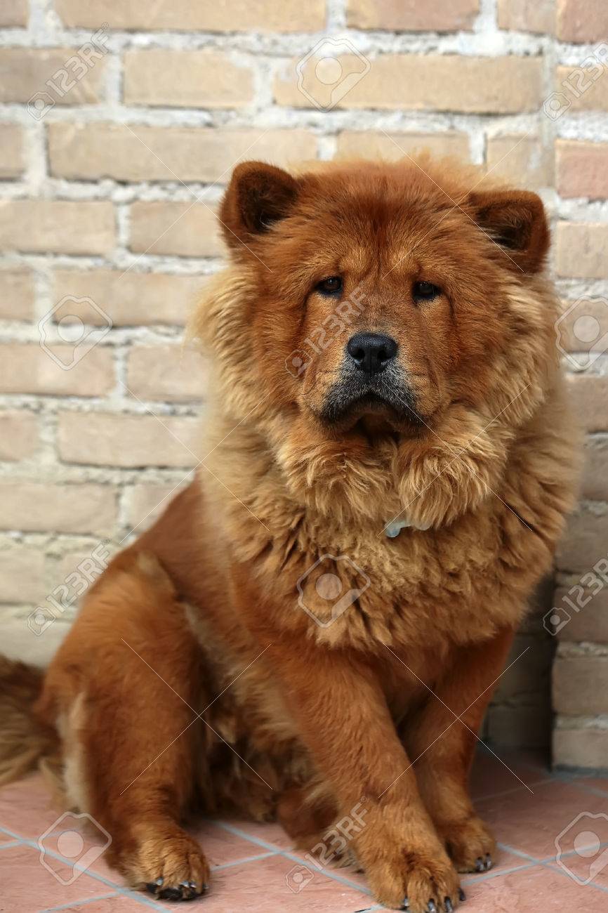smooth coat chow chow