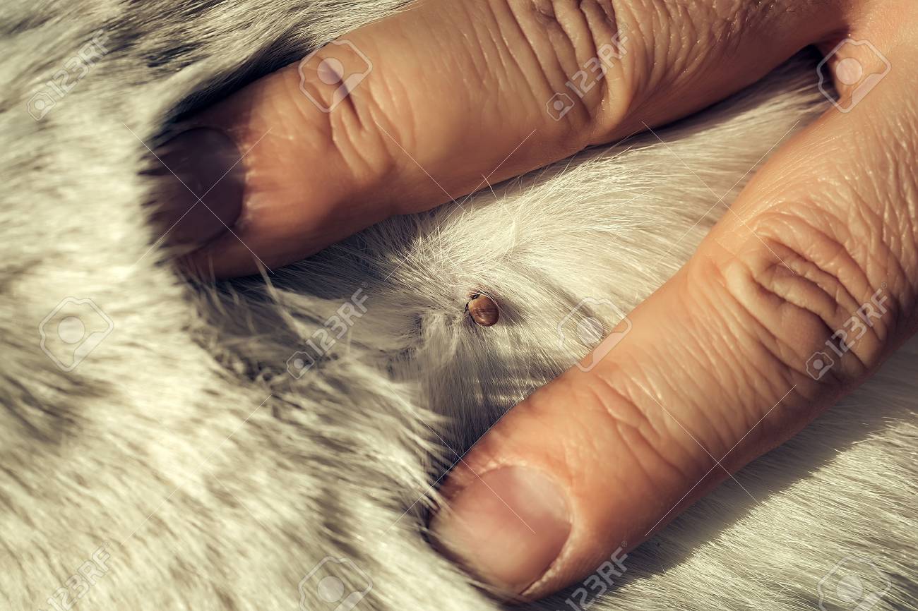 Close up of the tick on the white fur - 58950526 Close up of the tick on the white fur - 58950526