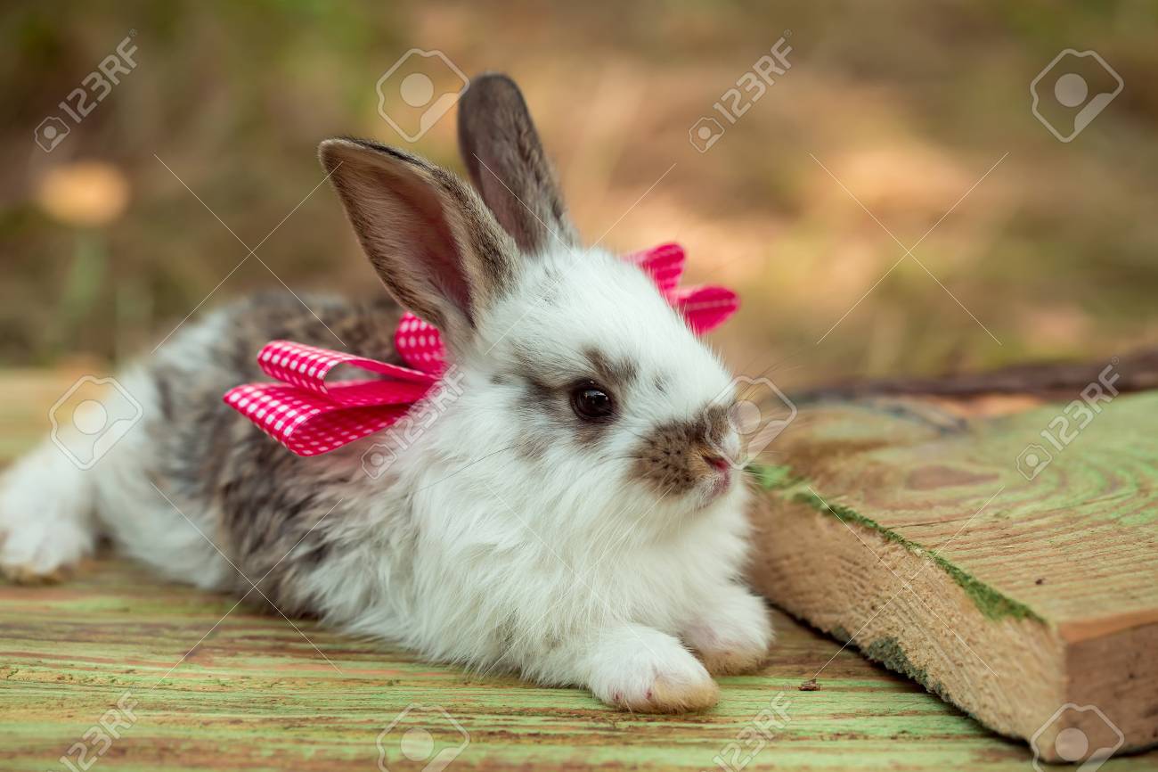 bunny bows