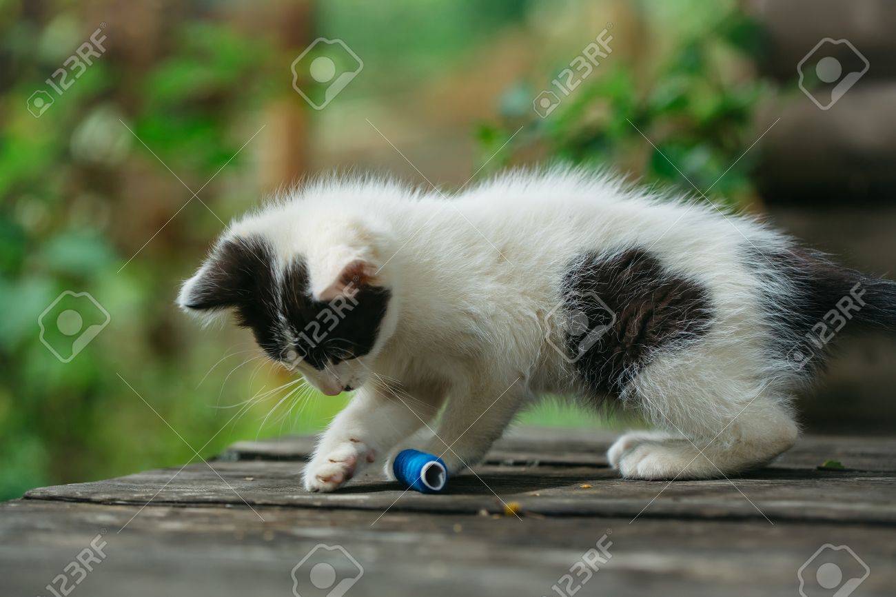 Mignon Petit Chat Adorable Bebe Curieux Ou Chaton Avec La Couleur Blanche Fourrure Et Les Moustaches Repere En Jouant Avec Le Fil Bleu Sur Planche De Bois En Plein Air Banque D Images