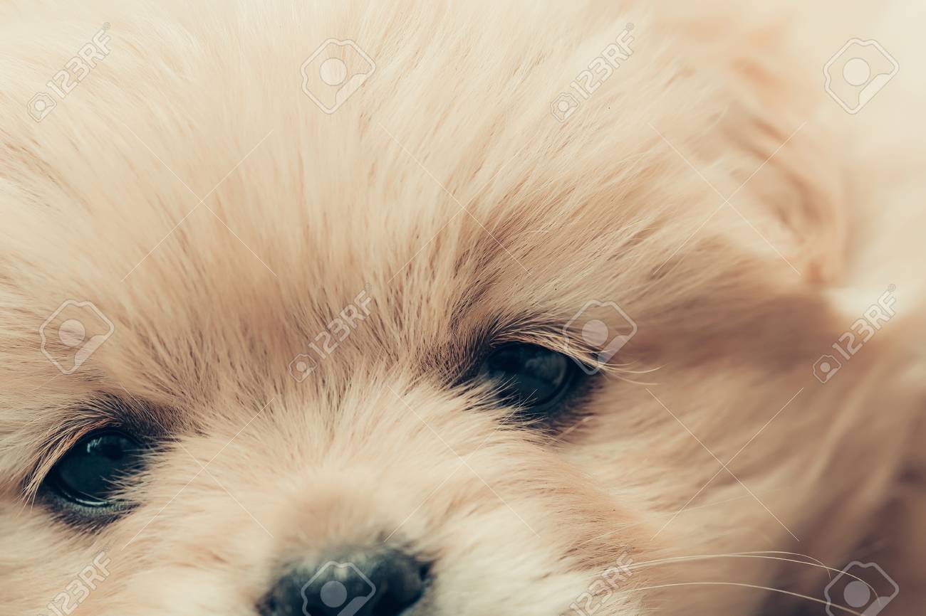 Petit Animal De Compagnie Chiot Chien Beige Fourrure En Peluche Floconneux Et Drôle Visage Mignon Pose Sur Le Sol Avec Le Nez Noir Et Petits Yeux