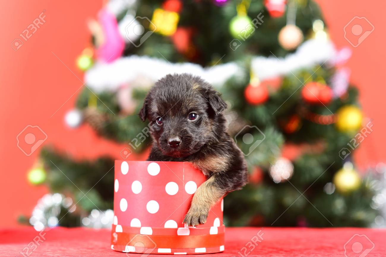 犬の休日のお祝いの年 プレゼント ボックスのクリスマス ツリーにサンタの子犬 新しい年 かわいい子犬のギフト 犬の年 ペット 赤の背景に動物 ボクシングの日と冬のクリスマス パーティー の写真素材 画像素材 Image