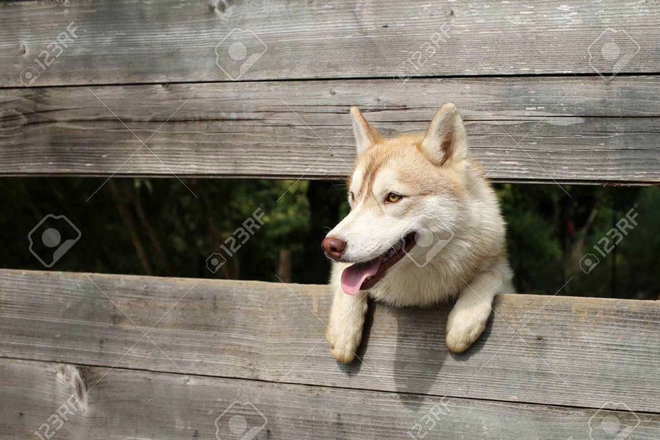 husky or wolf at wooden background copy space new year christmas space farm zoo