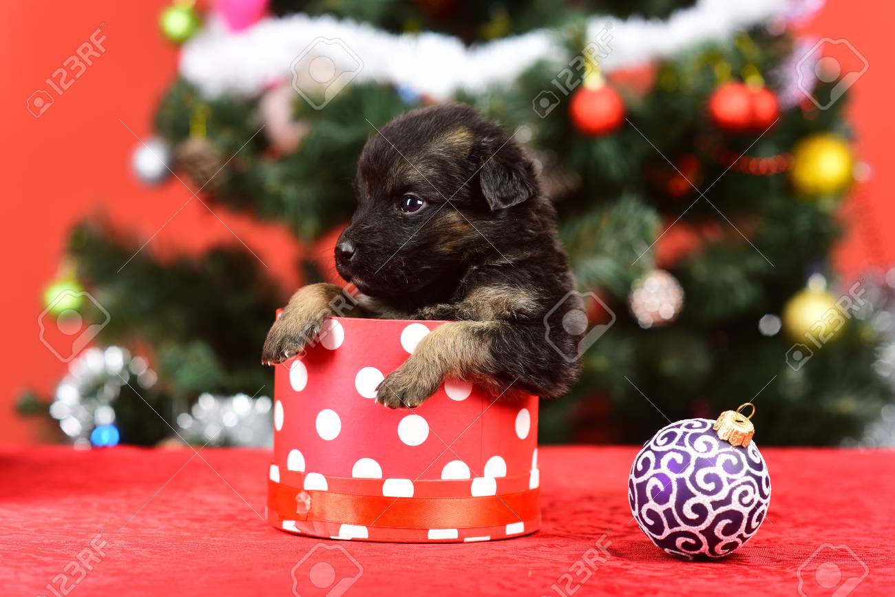 puppy presents