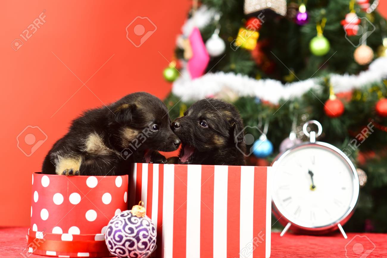 puppy presents