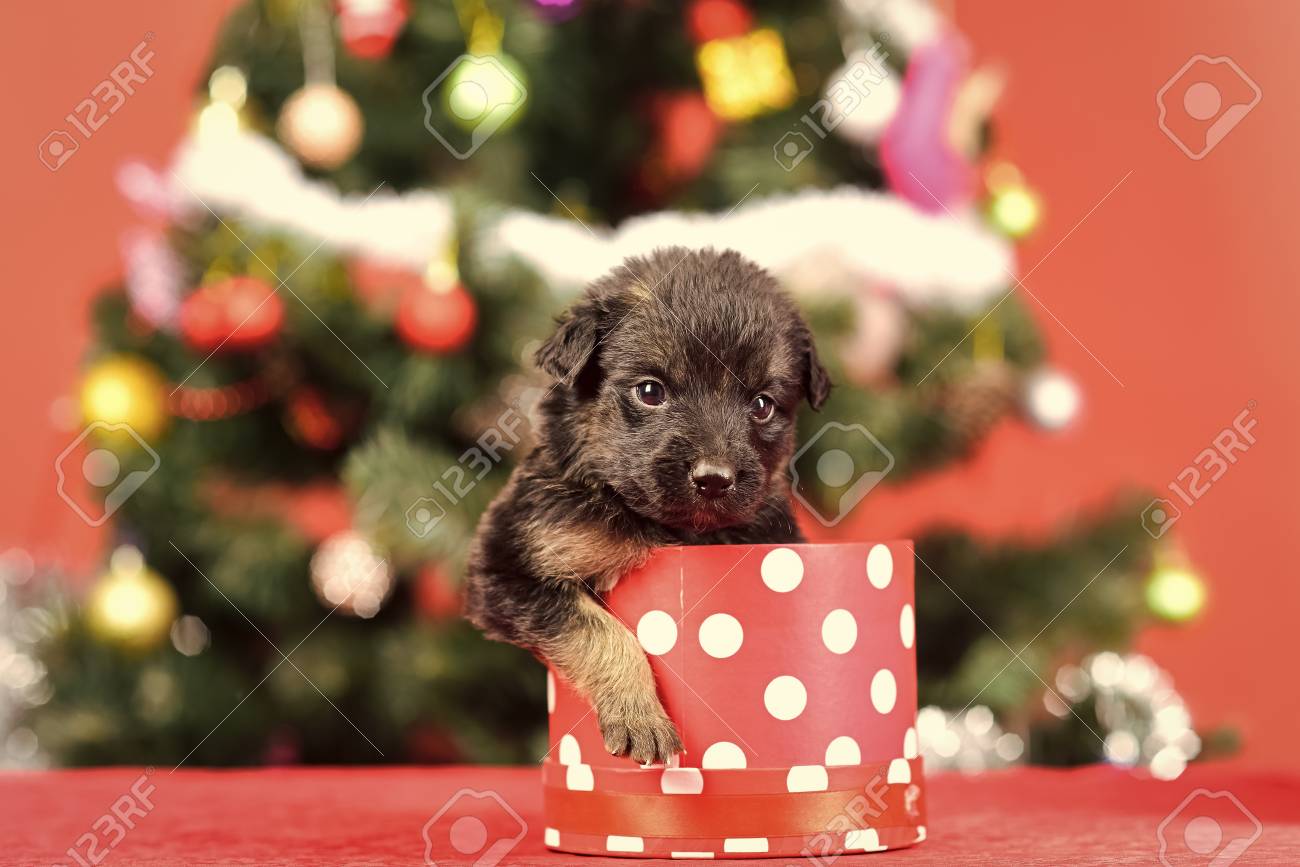 Year Of Dog, Holiday Celebration. Santa Puppy At Christmas Tree In Present  Box. New Year, Cute Puppy Gift. Dog Year, Pet And Animal On Red Background.  Boxing Day And Winter Xmas Party., image size:1300x867