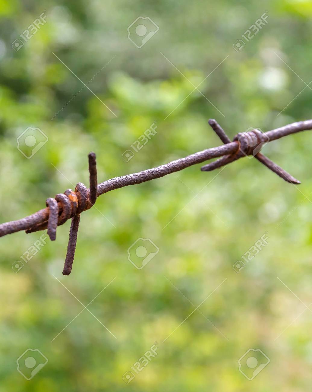 stacheldrahtzaun zeichnung pfarrbriefservice de stacheldrahtzaun auf grünen hintergrundbäumen rostig und alt standardbild 67577457 auf grünen und alt stacheldrahtzaun zeichnung pfarrbriefservice de stacheldrahtzaun auf grünen hintergrundbäumen rostig und alt standardbild 67577457 auf grünen und alt