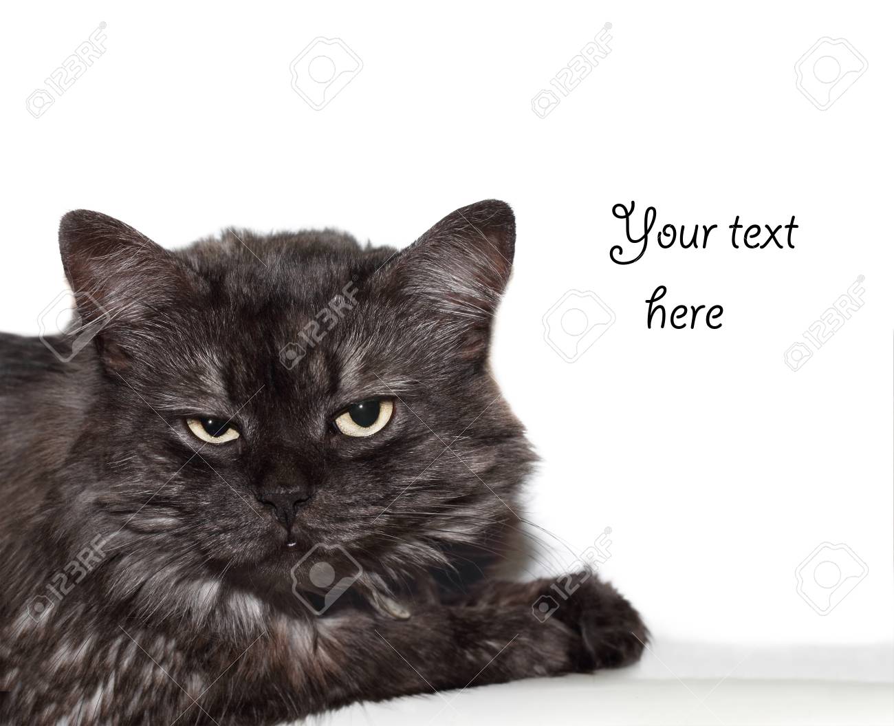 Agace Noir Chat Angora Turc Sur Fond Blanc Avec Espace Pour Le Texte Banque D Images Et Photos Libres De Droits Image Agace Noir Chat Angora Turc Sur Fond Blanc Avec Espace Pour Le Texte Banque D Images Et Photos Libres De Droits Image