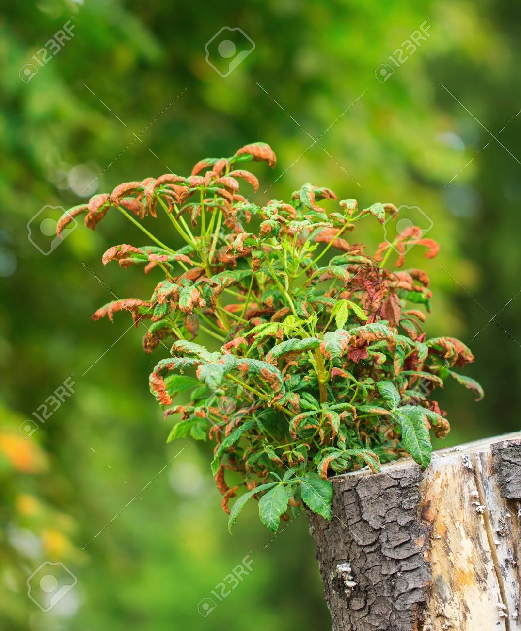 Choux De Chataignier Croissance De L Arbre Mere Garni Banque D Images Et Photos Libres De Droits Image