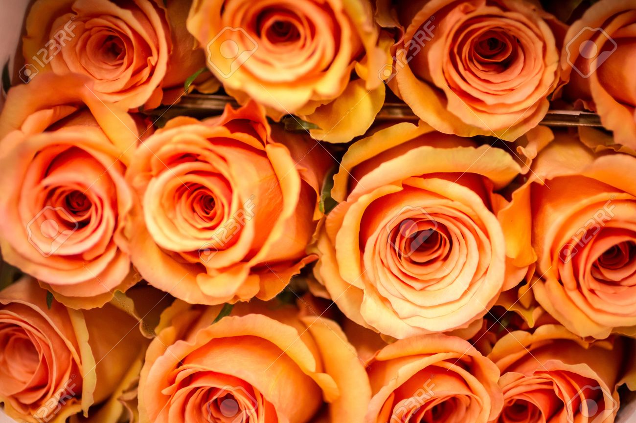 Pale Orange rows of pale orange roses stock photo, picture and royalty free Pale Orange rows of pale orange roses stock photo, picture and royalty free