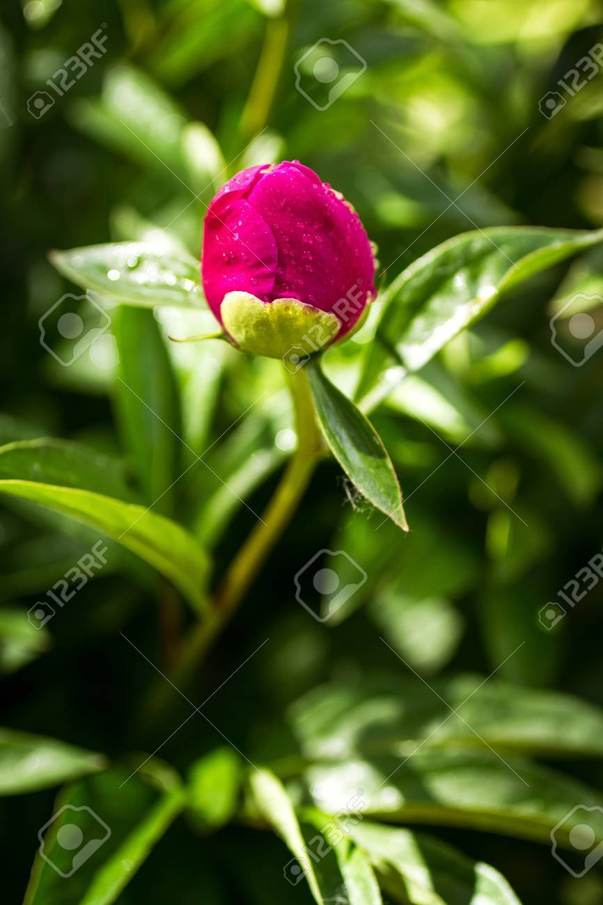 日光花弁形のマゼンタ ピンクの牡丹の花のつぼみの心を開く の写真素材 画像素材 Image 日光花弁形のマゼンタ ピンクの牡丹の花のつぼみの心を開く の写真素材 画像素材 Image