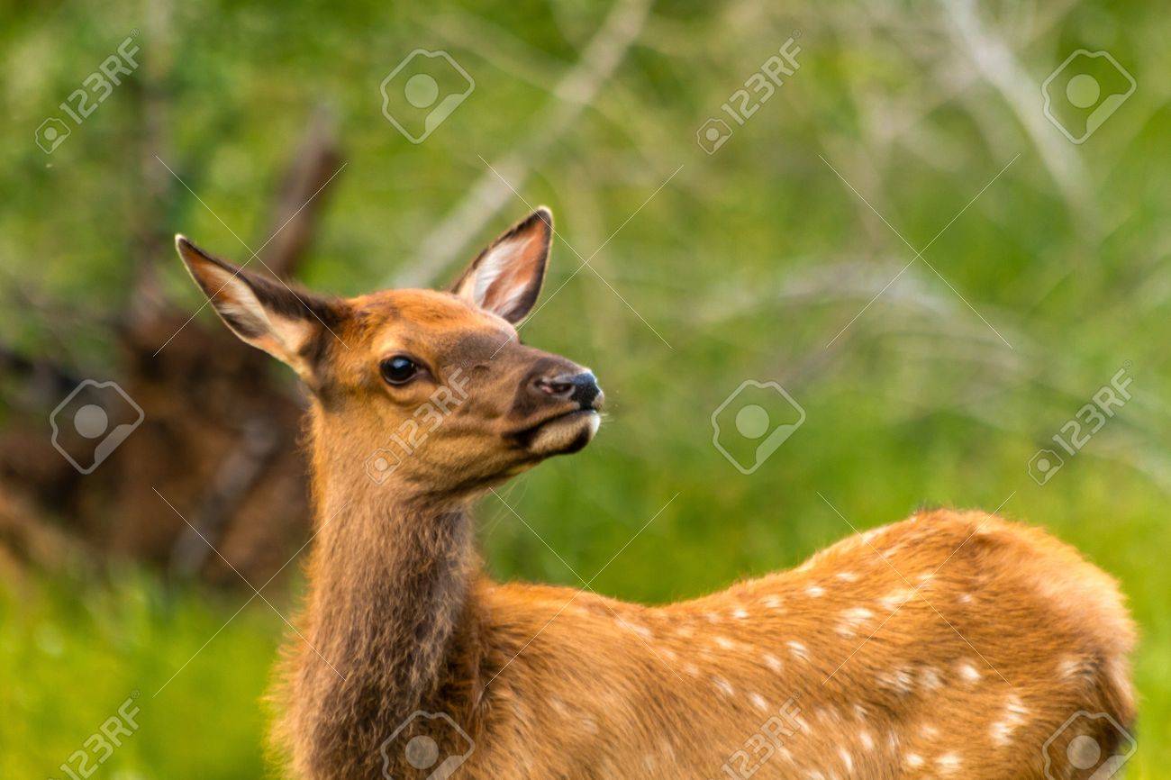 Close Up Of Small Elk Calf Baby Stock Photo, Picture and Royalty Free  Image. Image 21021922., image size:1300x866