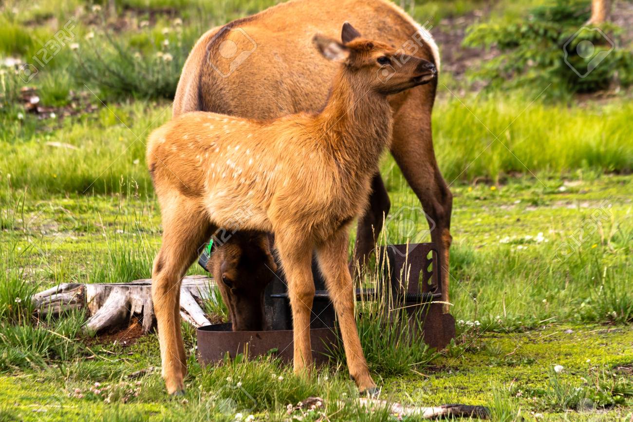 Small Elk Baby Standing Next To Mom In National Park Picnic Area Stock  Photo, Picture and Royalty Free Image. Image 21173436., image size:1300x866