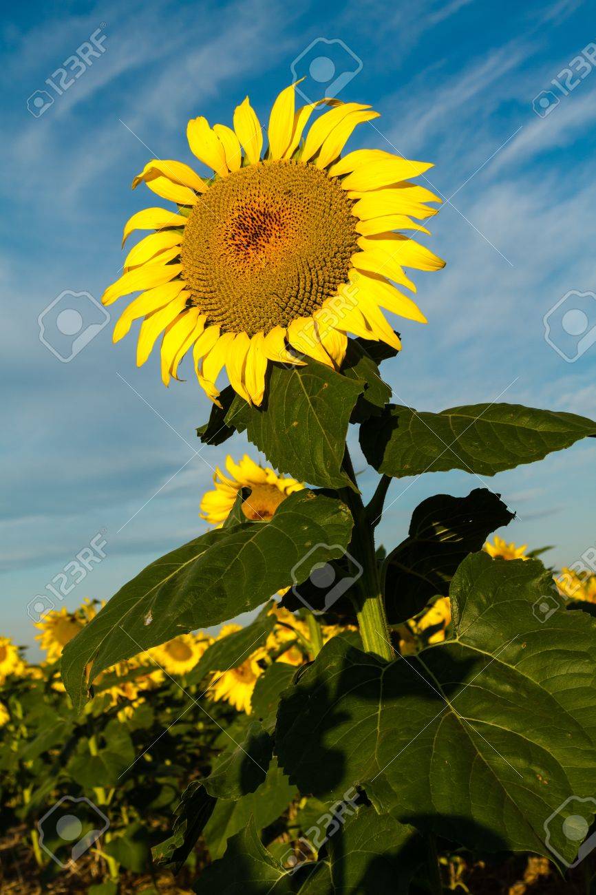 sunflower stalk SUNFLOWER STALK