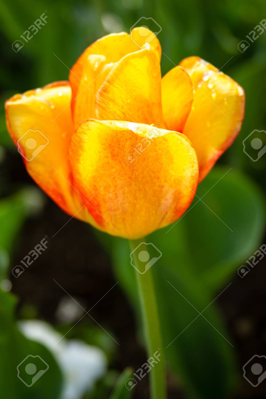 単一の黄色と赤のチューリップの花を開く の写真素材 画像素材 Image 単一の黄色と赤のチューリップの花を開く の写真素材 画像素材 Image
