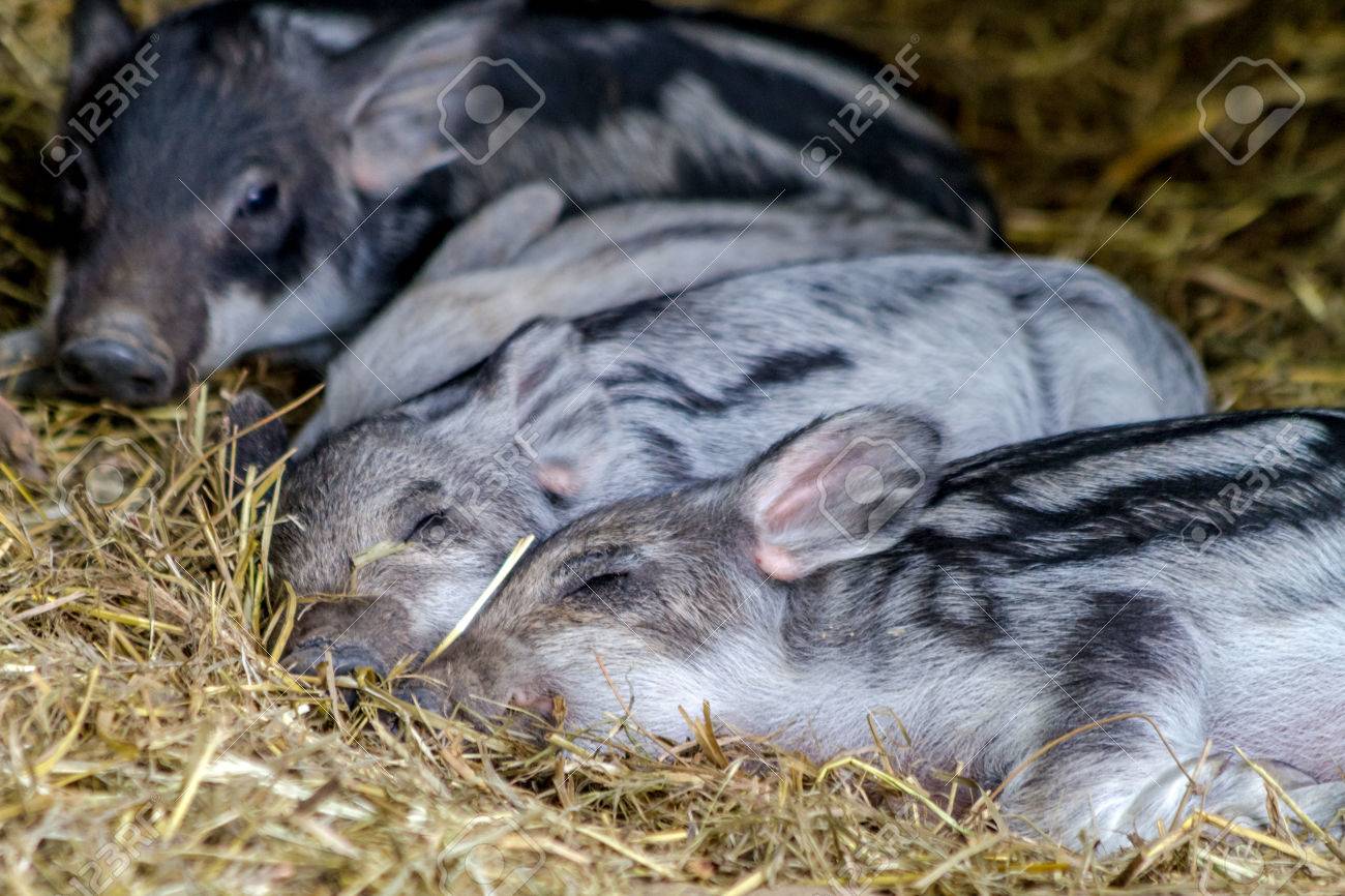 マンガリッツァ豚赤ちゃん有機農場の干し草で眠っています の写真素材 画像素材 Image