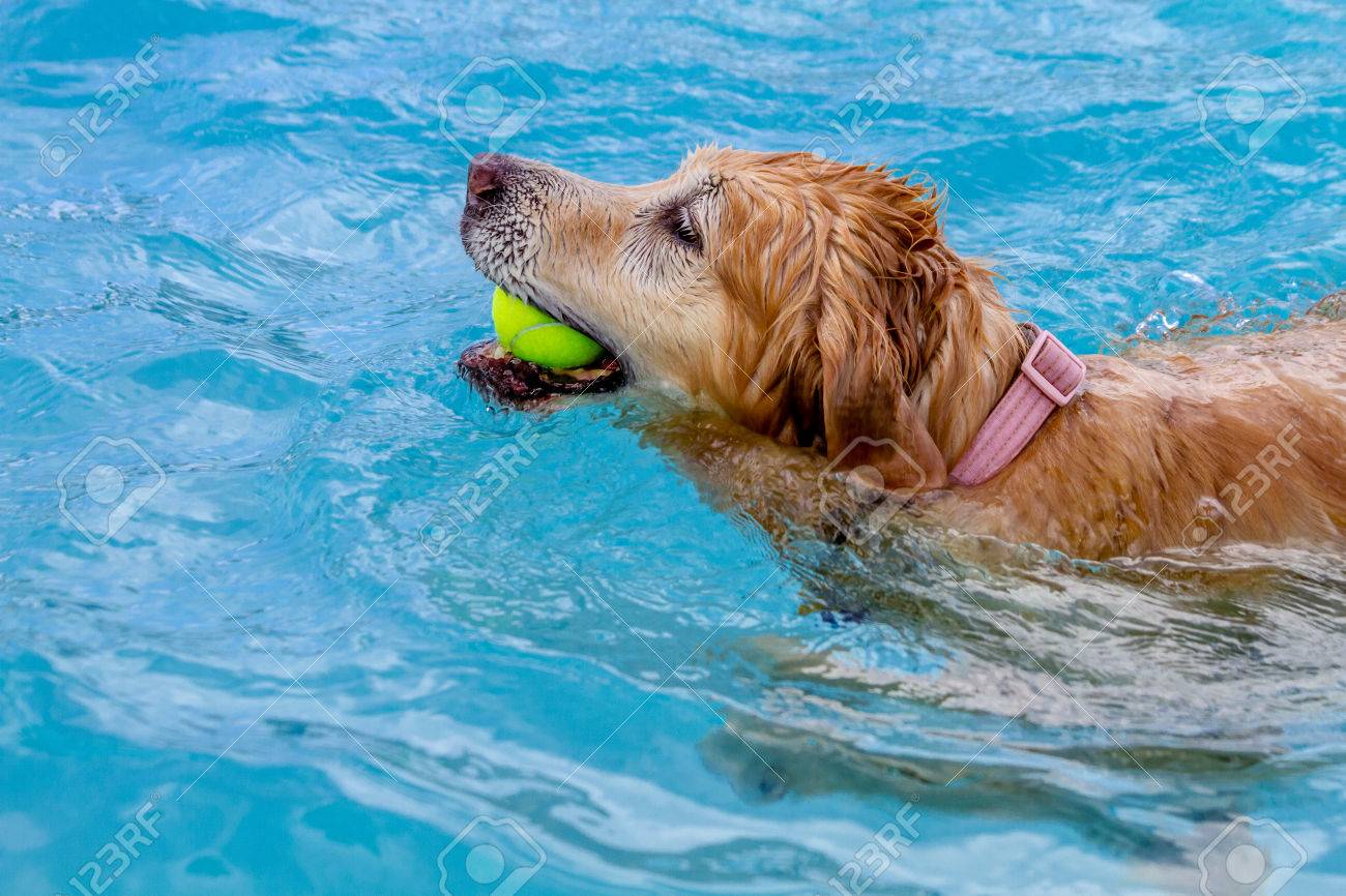 Golden Retriever Paddling In Swimming Pool With Tennis Ball In Stock Photo Picture And Royalty Free Image Image 31497119