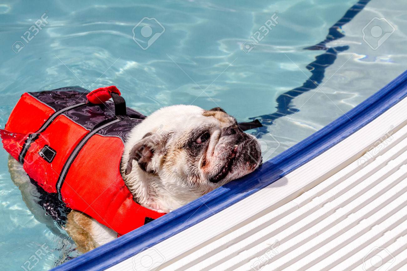 english bulldog in water at local swimming pool wearing canine