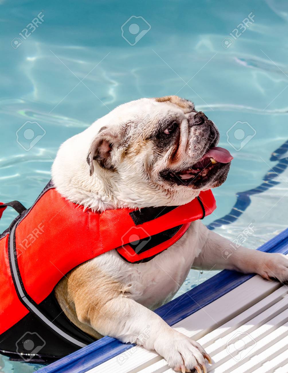 english bulldog climbing out of water at local swimming pool stock