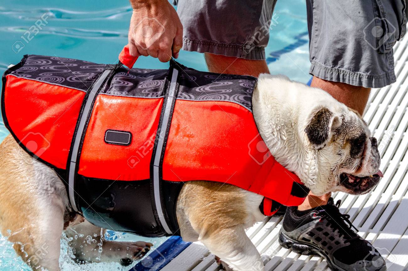 human life jacket on dog