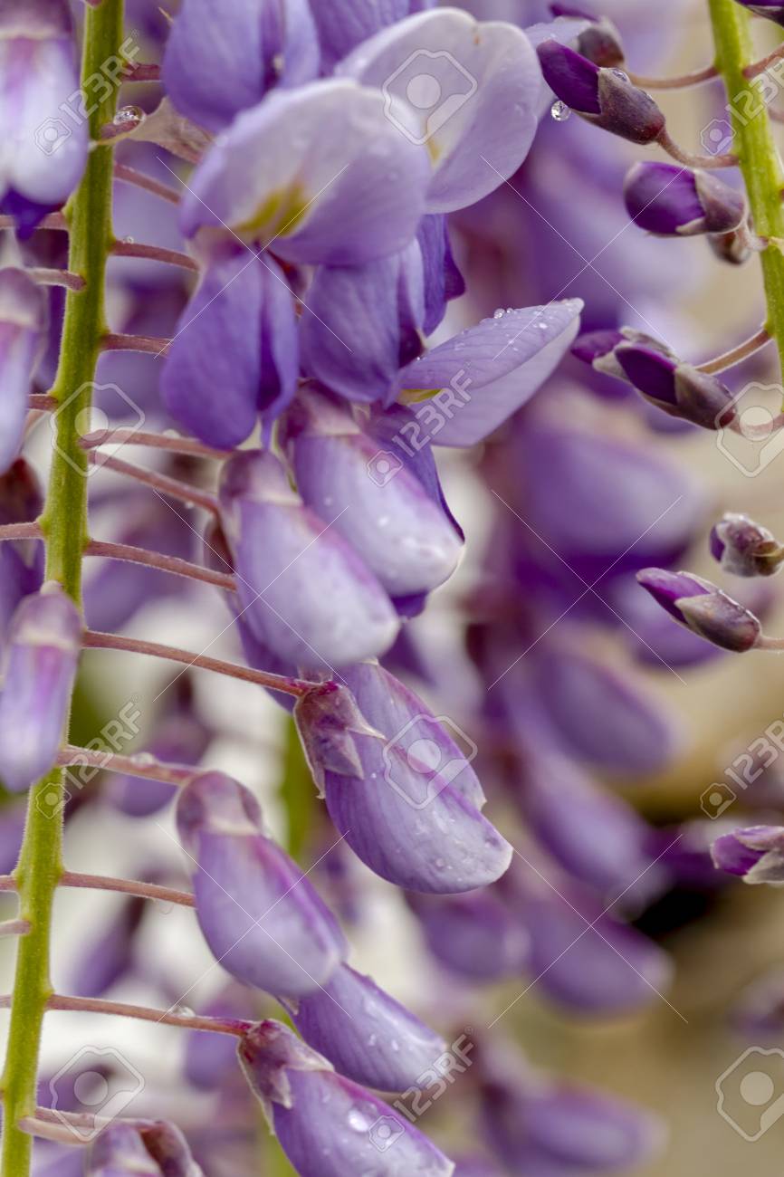 ぶら下がっている紫色の藤の花のクローズ アップ の写真素材 画像素材 Image ぶら下がっている紫色の藤の花のクローズ アップ の写真素材 画像素材 Image