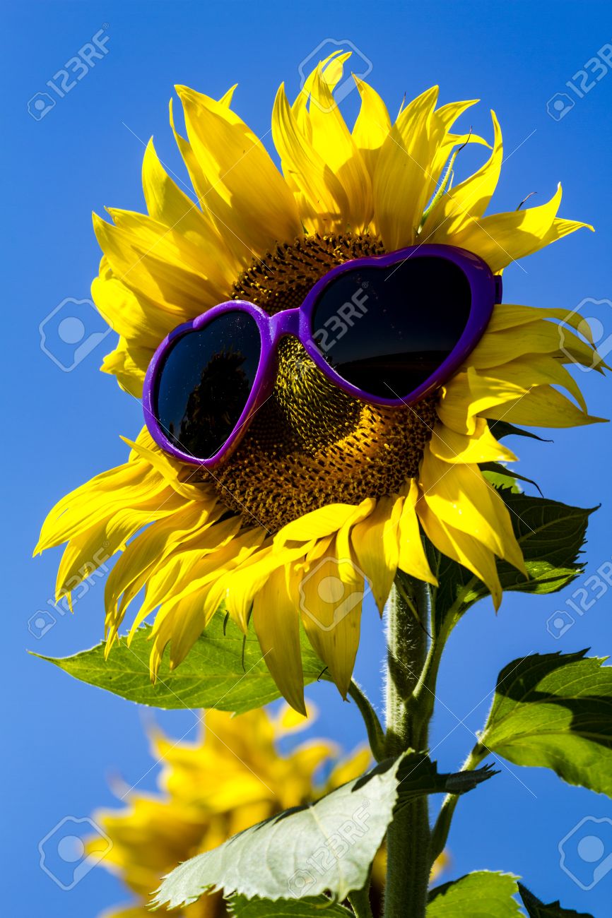 giant open yellow sunflower