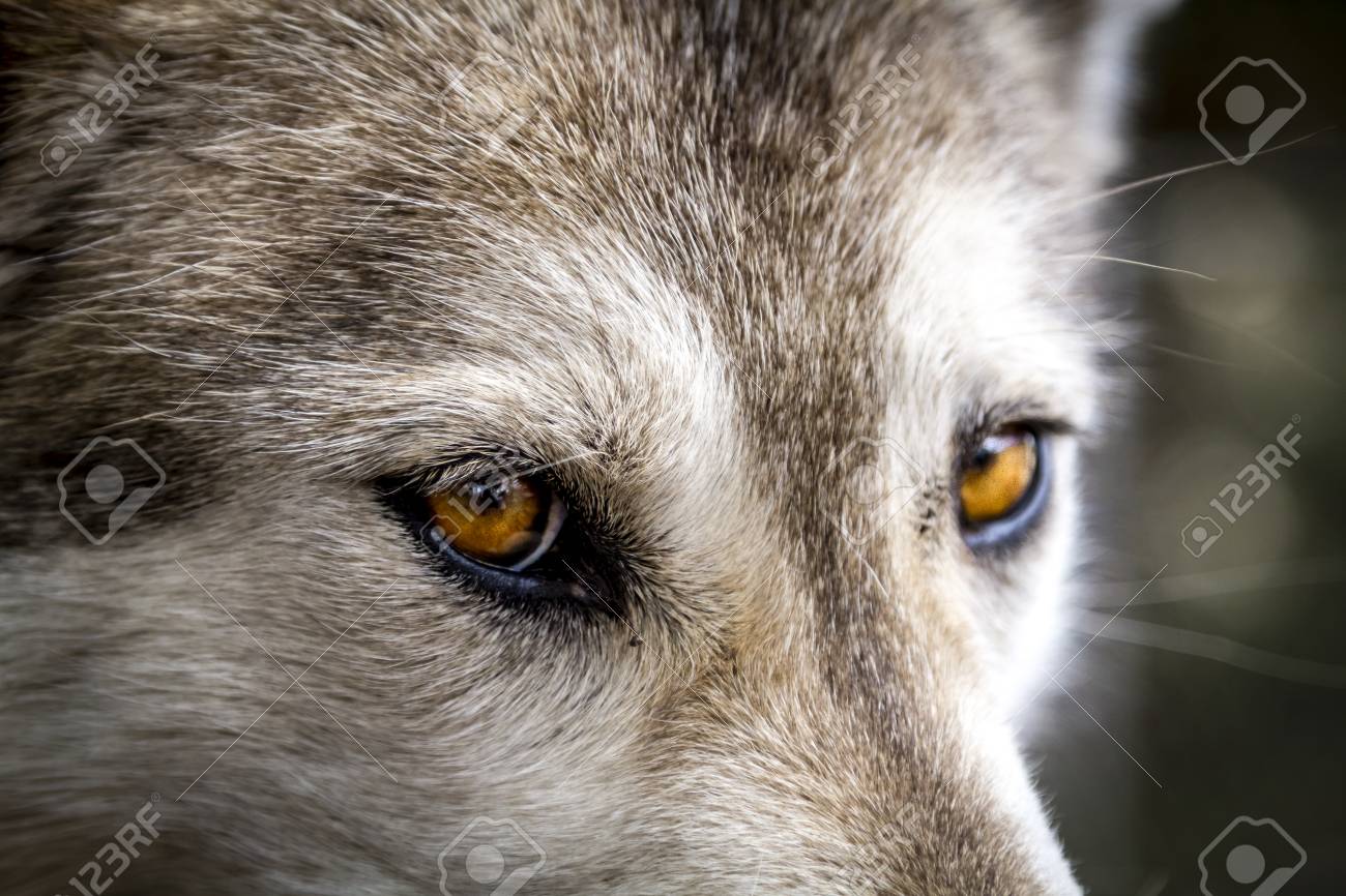 Yellow Eyes Of Timber Wolf Close Up Stock Photo Picture And Royalty Free Image Image 74631586
