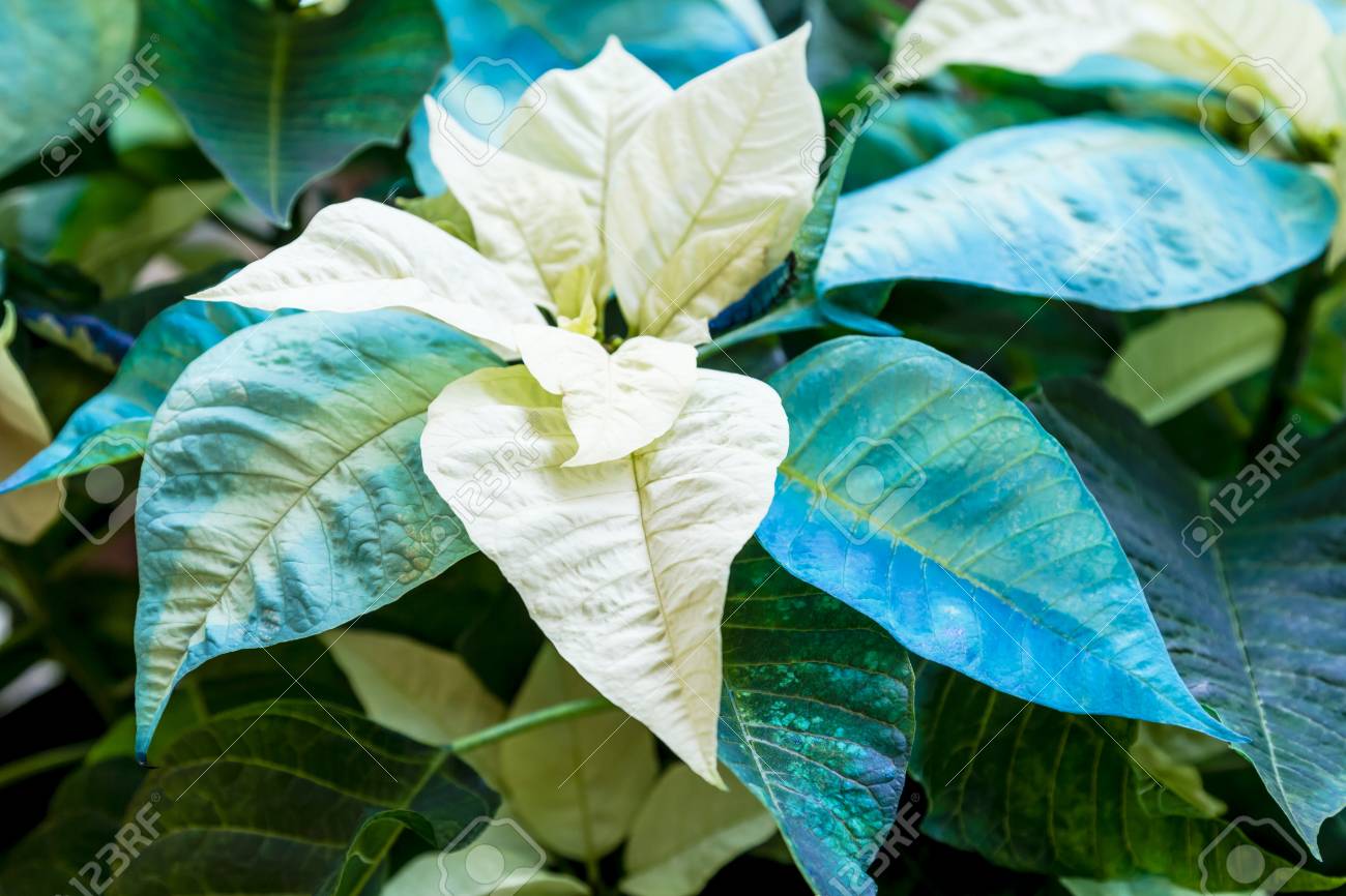 青と白のクリスマスポインセチアは自然光の中で咲く の写真素材 画像素材 Image